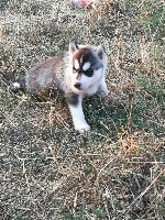 de la Perle Siberienne - Siberian Husky - Portée née le 01/07/2018