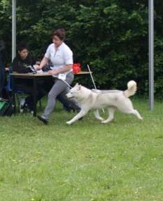 de la Perle Siberienne - coyote girl of artic océan championne de france