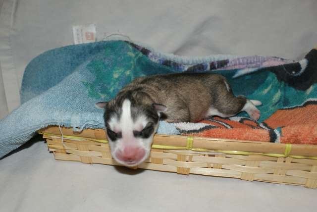 de la Perle Siberienne - Siberian Husky - Portée née le 12/01/2010