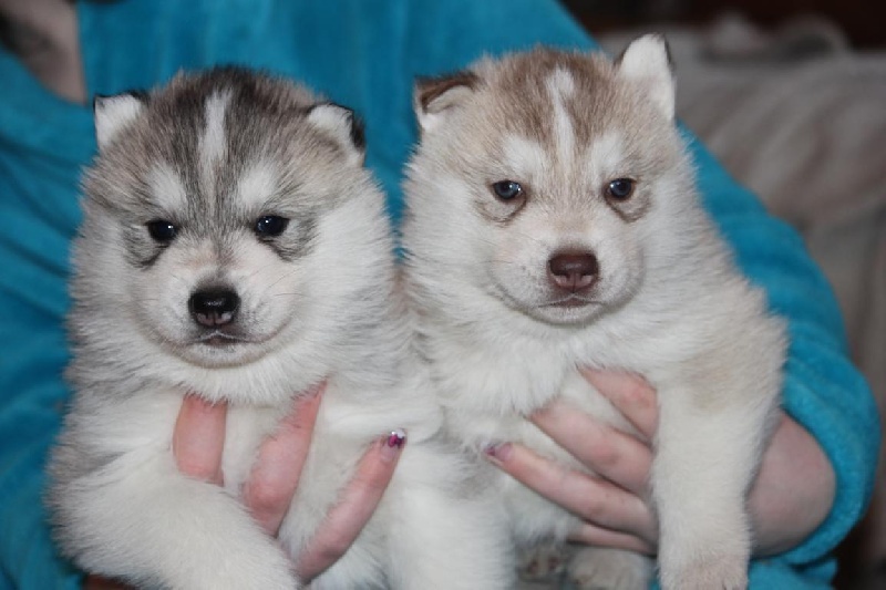 de la Perle Siberienne - Siberian Husky - Portée née le 08/02/2014