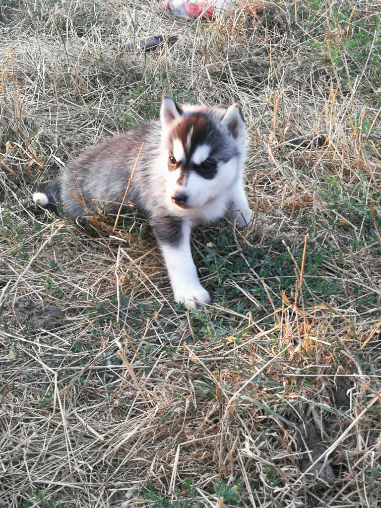 de la Perle Siberienne - Siberian Husky - Portée née le 01/07/2018