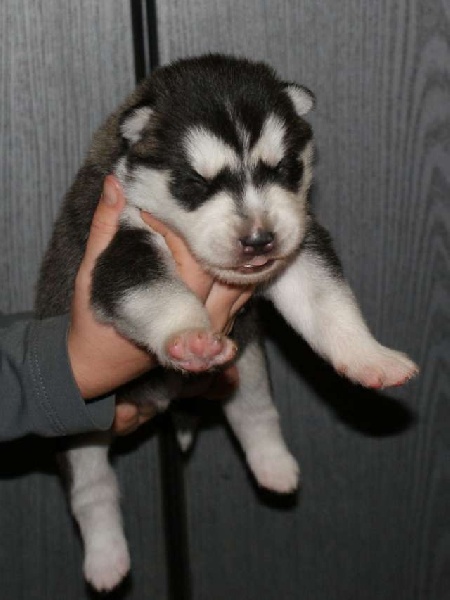 de la Perle Siberienne - Siberian Husky - Portée née le 25/09/2009