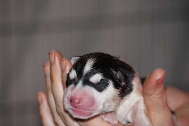 de la Perle Siberienne - Siberian Husky - Portée née le 28/12/2010