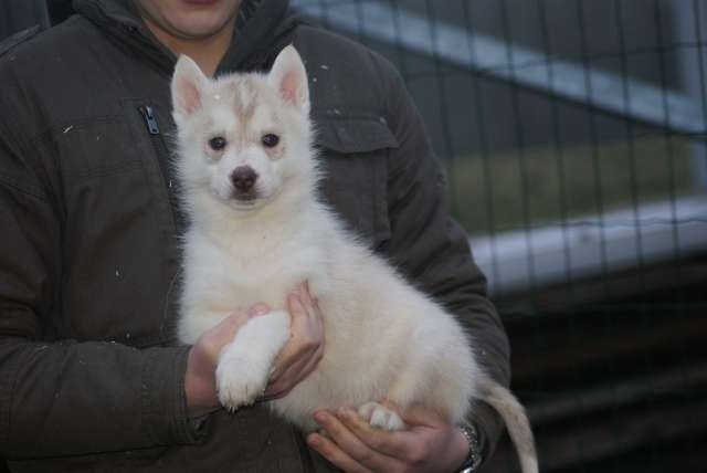 de la Perle Siberienne - Siberian Husky - Portée née le 28/12/2010
