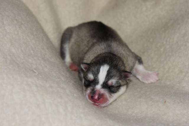 de la Perle Siberienne - Siberian Husky - Portée née le 09/06/2011