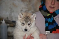 CHIOT