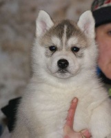 CHIOT