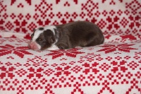 CHIOT