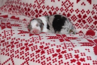 CHIOT