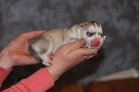 CHIOT