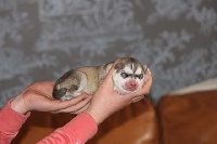 CHIOT