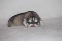 CHIOT