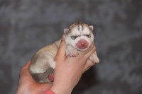 CHIOT