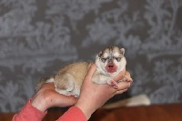 CHIOT