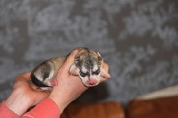 CHIOT