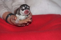 CHIOT