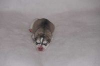 CHIOT