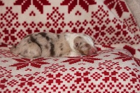 CHIOT