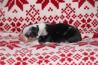 CHIOT