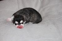 CHIOT