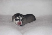 CHIOT