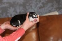 CHIOT