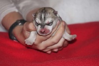 CHIOT