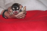 CHIOT