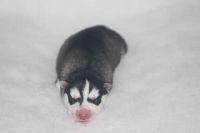 CHIOT