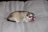 CHIOT