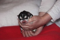 CHIOT