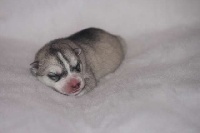 CHIOT