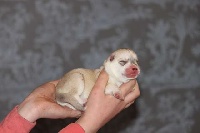 CHIOT