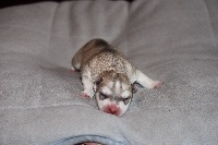CHIOT