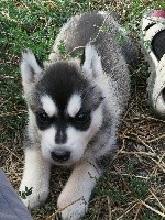 CHIOT